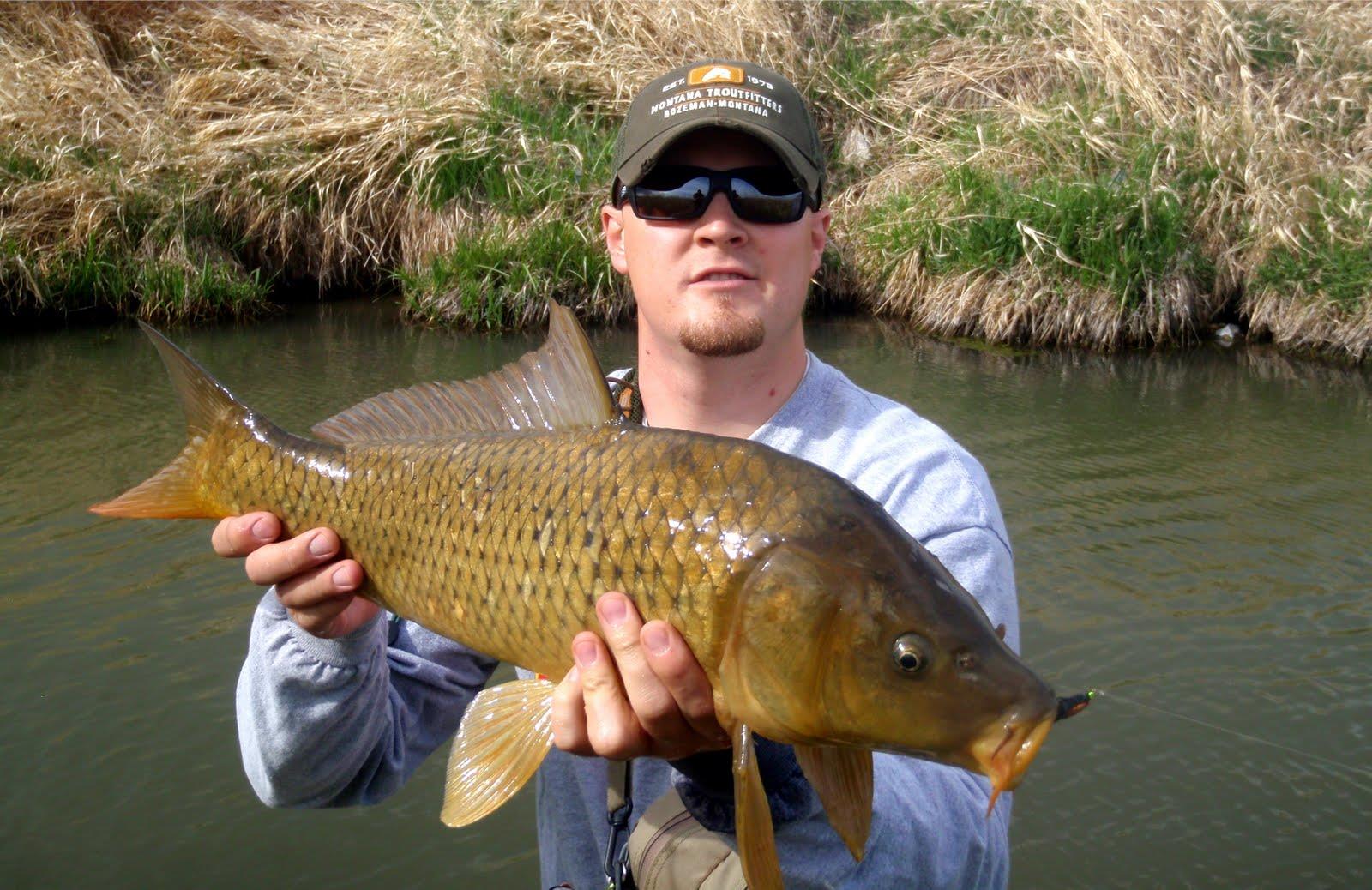 altele  - carpcloseup.jpg